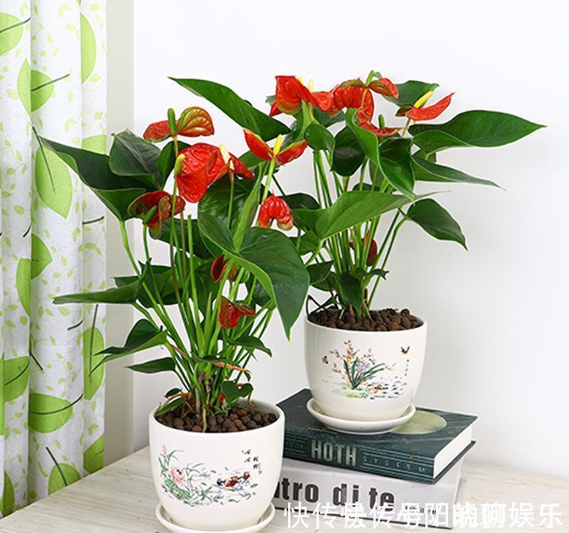 6种漂亮花,都有“好寓意”,喜欢的话养一盆,吉祥又大气