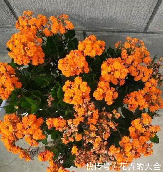 懂花的人，喜欢这5种盆栽，“花比叶子多”，轻松养到爆盆