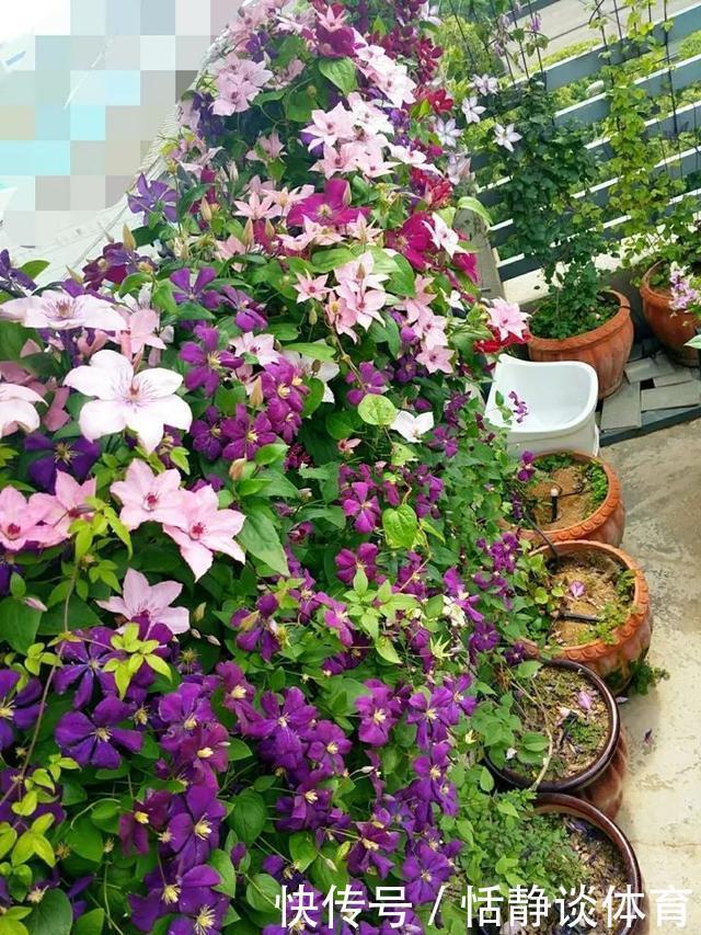 开春别换盆了，这7种东西撒土里，花吃了新叶子呼呼冒！