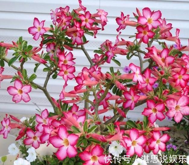 花卉|刚买的沙漠玫瑰，换盆注意“4点”，生根快速，夏季开花不间断