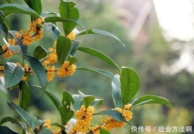 功效|发汗解肌话桂枝,引火归原说肉桂