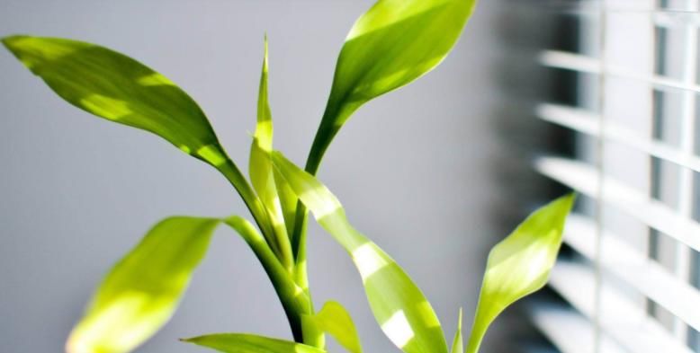 室内水培富贵竹、观音竹，有4大要点，看完早些落实吧！