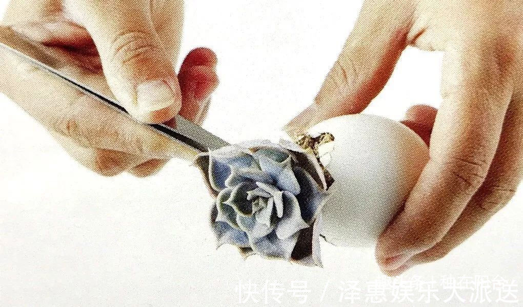 台友们|她用废弃的蛋壳“孵出”美丽的多肉植物,实在太迷你可爱了!