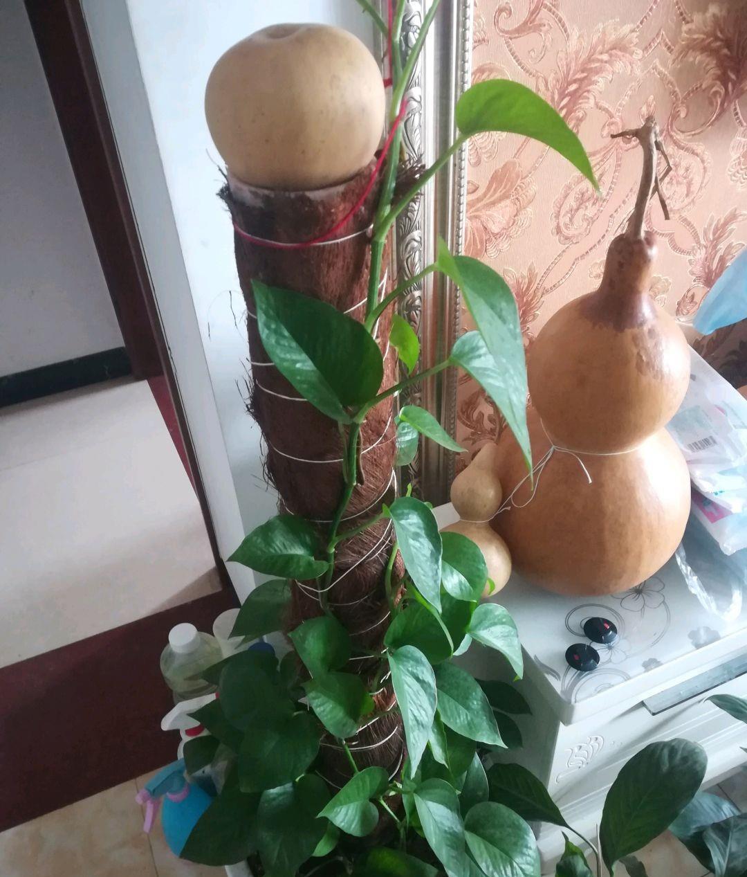 养绿萝多“喝三种水”,枝条长出三米长,绕着屋墙爬