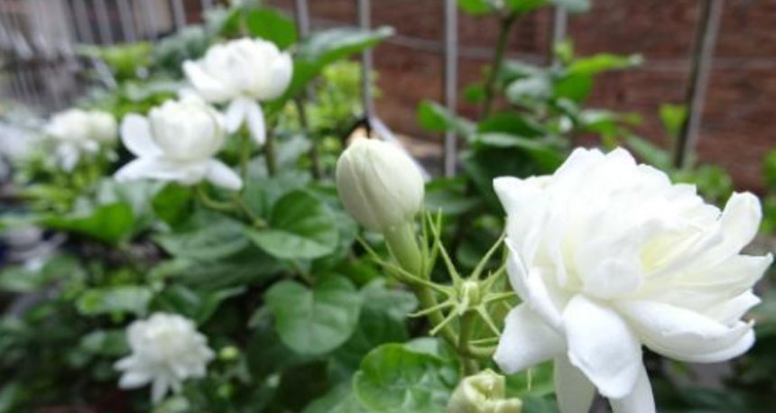 3种花“越剪越旺”,没事常剪剪,剪成秃头,一月大变样,开花多