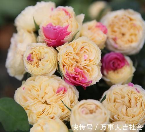 牡丹|月季是“药罐子”?养这款月季,抗病性5颗星,开花比牡丹还美艳