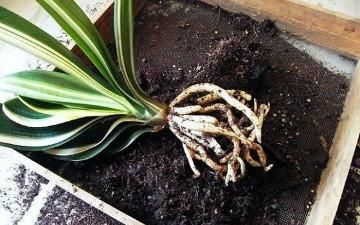  子兰的根系|君子兰换盆之后有几个注意事项，做好就省下了“缓苗”