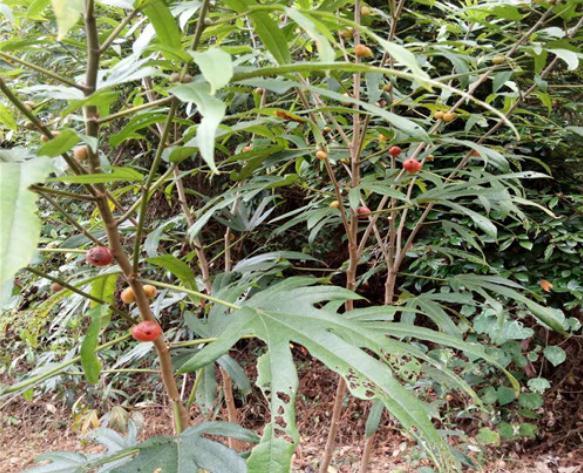 药用价值|俗称“土黄芪”,药用价值高,如今很少见了,你认识这种植物吗