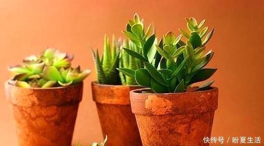 鸡蛋|花盆埋上“几粒它”,比鸡蛋壳、橘子皮强百倍养花一年不用施肥