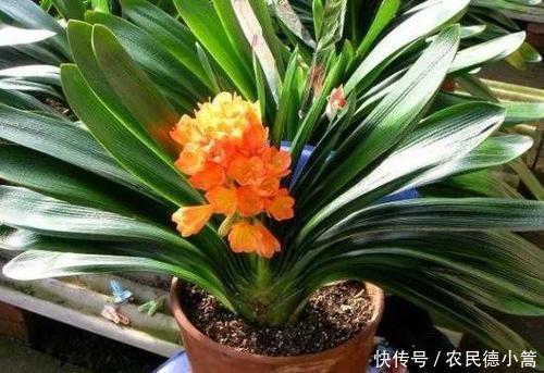 君子兰|家里养君子兰,花盆里加3种植料,盆土疏松肥沃,根壮叶绿花美!