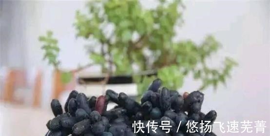 水果|家里有院子的,此树要种2棵,好吃又好看,关键营养价值高!