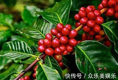 降脂|农村一种常见植物,可以降脂明目,加工成保健品价值高