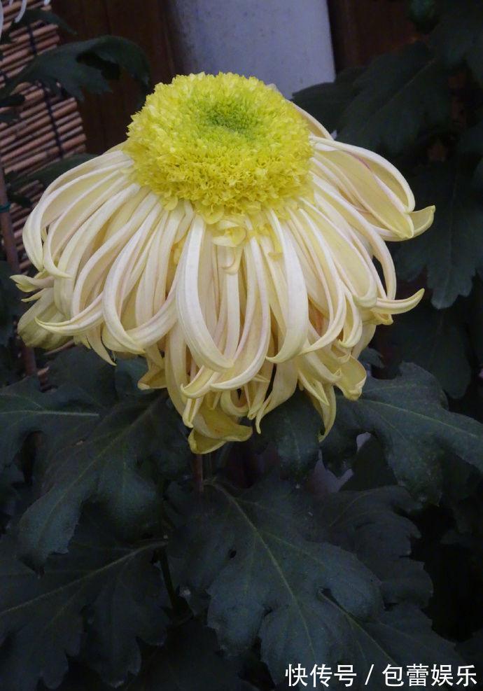 喜欢菊花,首选“菊中精品”东海朝霞,四季有花开,是盆栽佳品