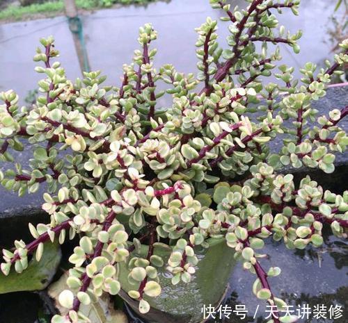 5种漂亮多肉，好看又好养，上色美长满盆，值得拥有！