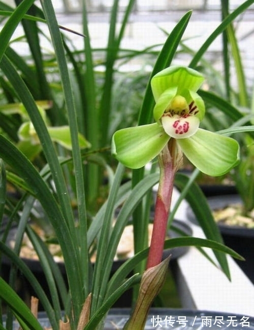 这几种花冬天开爆盆,但一般人家养得不多,现在养正开花,很漂亮