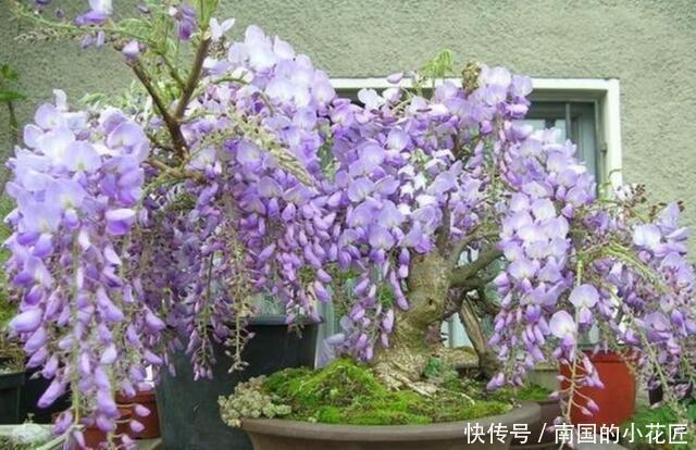 花大色艳花期长,好养又漂亮,几种花卉不可错过