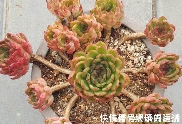 老桩|这样的操作多做几次,半年快速养成多肉老桩!