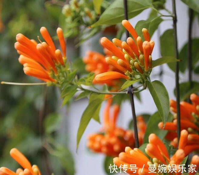 炮仗|喜欢养菊花，不如养一盆“炮仗花”，形似鞭炮，花瓣还能润肺止咳