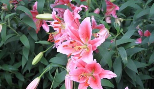 花店买花太贵，试试3种花，掐个枝就能活，轻松成养花大户