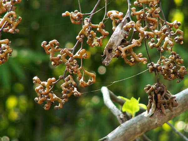 抗脂质过氧化|女性晚上当零食吃一把,一个月下来,滋润皮肤,气色更红润