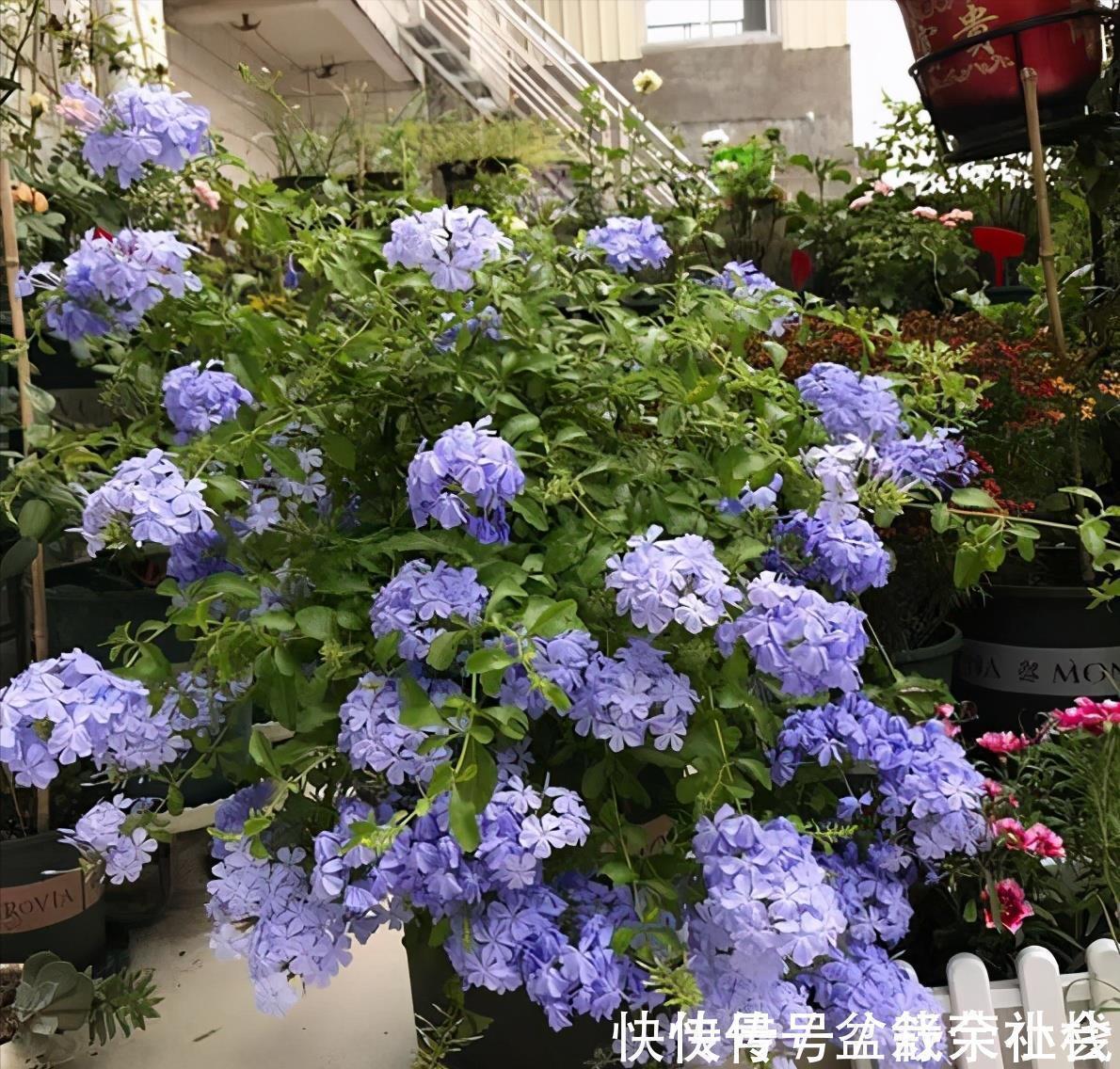 花量|9种漂亮花，热不死晒不怕，开花大半年，没有病虫害，38度成花海