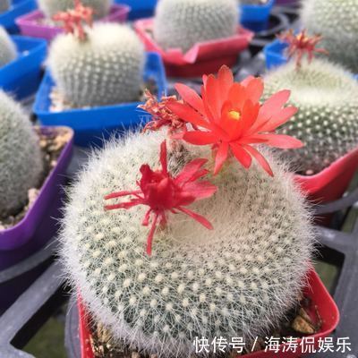 阳台上|60岁的他,退休只养仙人球,10个品种,开花比月季还漂亮