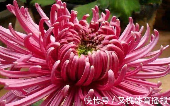 喜欢养菊就选“紫气熔霜”,花姿卓越,美艳端庄,观赏性价值极高