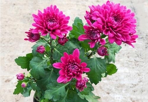 养花还不知道选啥?八种花从古到今一直受人喜欢,你家里有吗