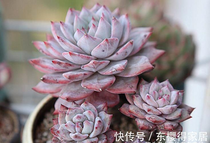 多肉蓝鸟有薄叶和厚叶之分,不过养护方式差不多,夏天度夏也不难