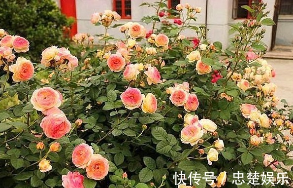 让月季成为开花机器,少不了这些操作,可说是养月季的“神助攻”