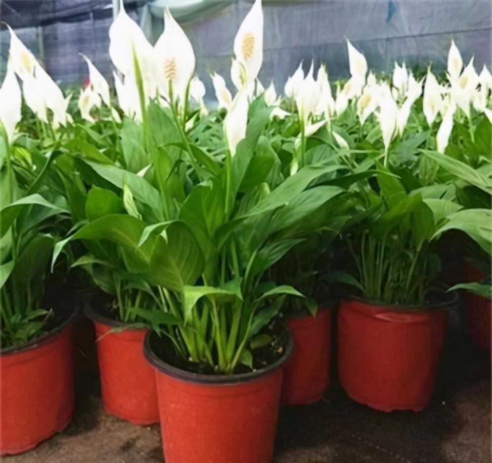 光照|5种“耐阴花”,养在北阳台上不见光,开花也很爆