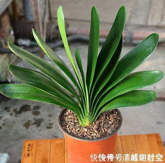 君子兰浇水，掐准“时间”，不早不晚“刚刚好”，养出肥厚好叶片