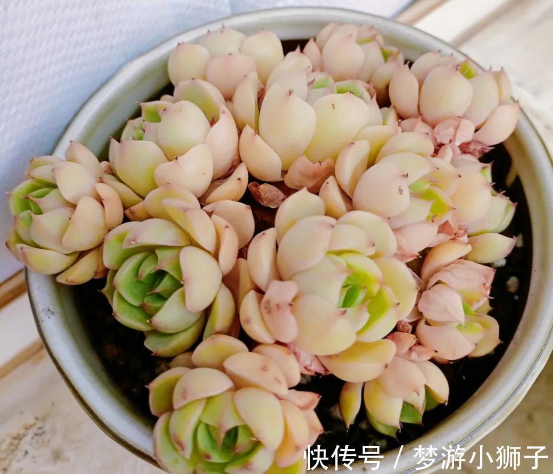 多肉冬天休眠状态不好,只要保证这两点,反而可能更美艳