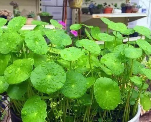 养花要心狠,特别是此5种花,剪得越狠长得更好,株型繁茂