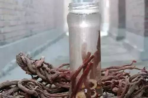 强心|常见的一种中药,有助活血、健脑、强心、生肌,辅助防治心血管病