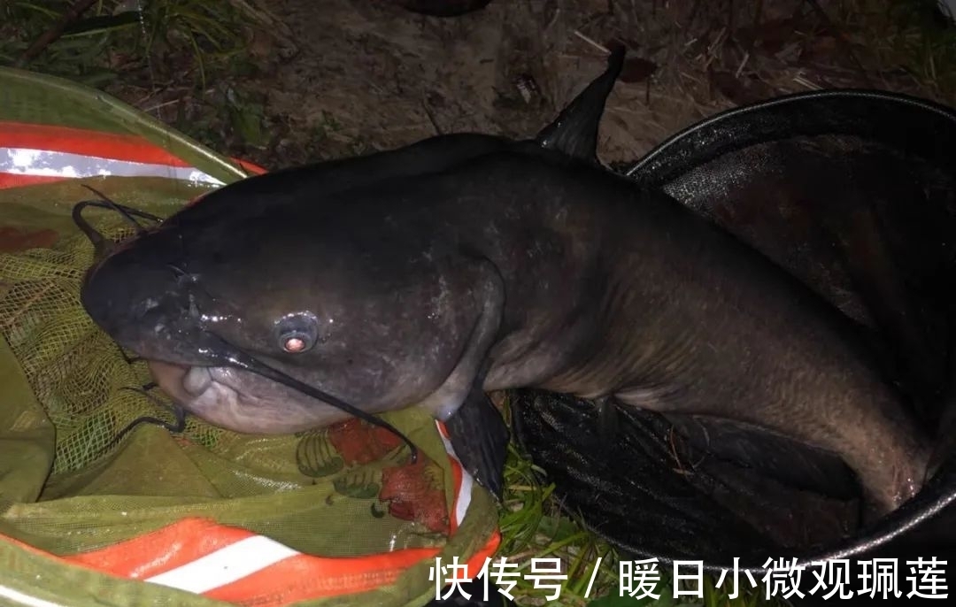 深水|晚上鱼口一定好?难怪你经常空军,夏季夜钓有“四不钓”