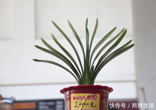 叶片|君子兰入夏要“静养”,3件事不能做,不然黄叶、花难开