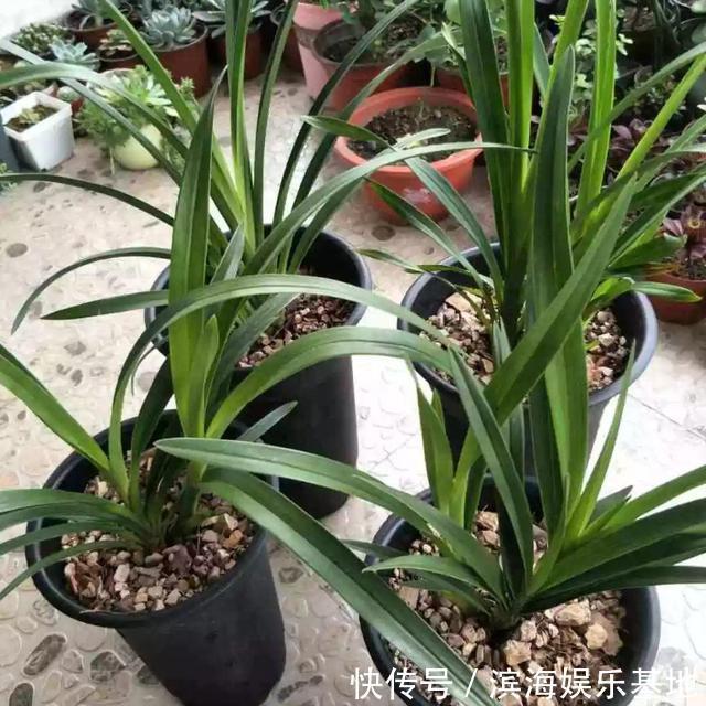 养花|7种“垃圾”不是废物,泡一下水,肥的流油,养花一级棒