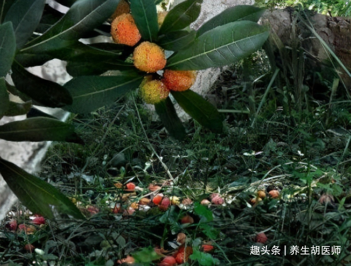 龙葵素|人到中年想长寿,要常吃几种食物,美容养颜,延缓衰老,美白护肤