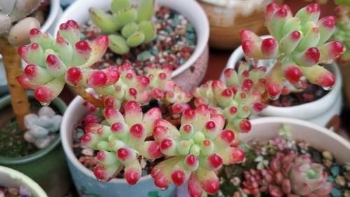 不知道养啥多肉植物？分享5种常见的多肉植物，让人爱不释手