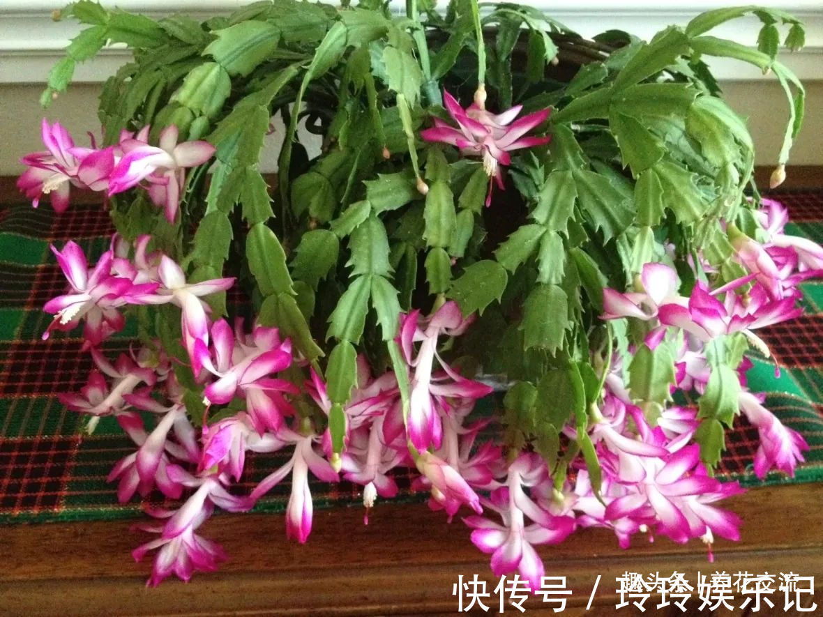 养盆栽蟹爪兰掌握10点就足够,看完就知道为啥叶子干瘪、不开花