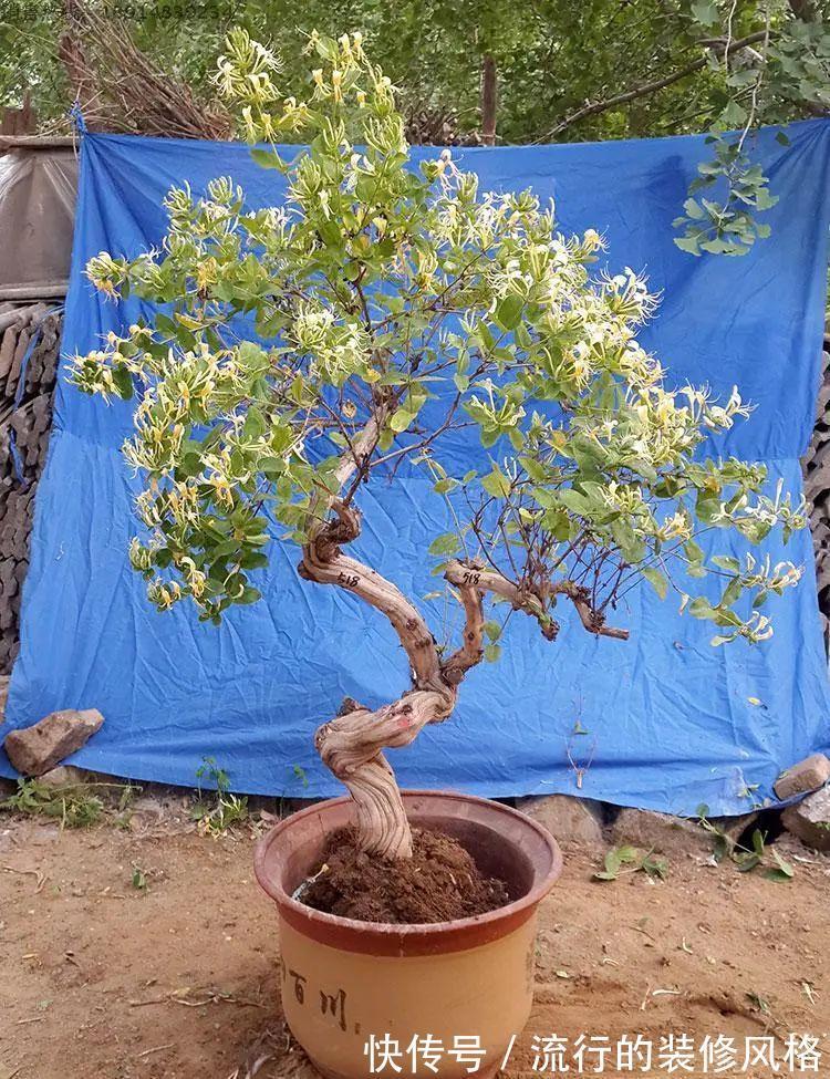 浇水|金银花根系发达，一造型便“立竿见影”，轻松获取盆景制作的欢乐