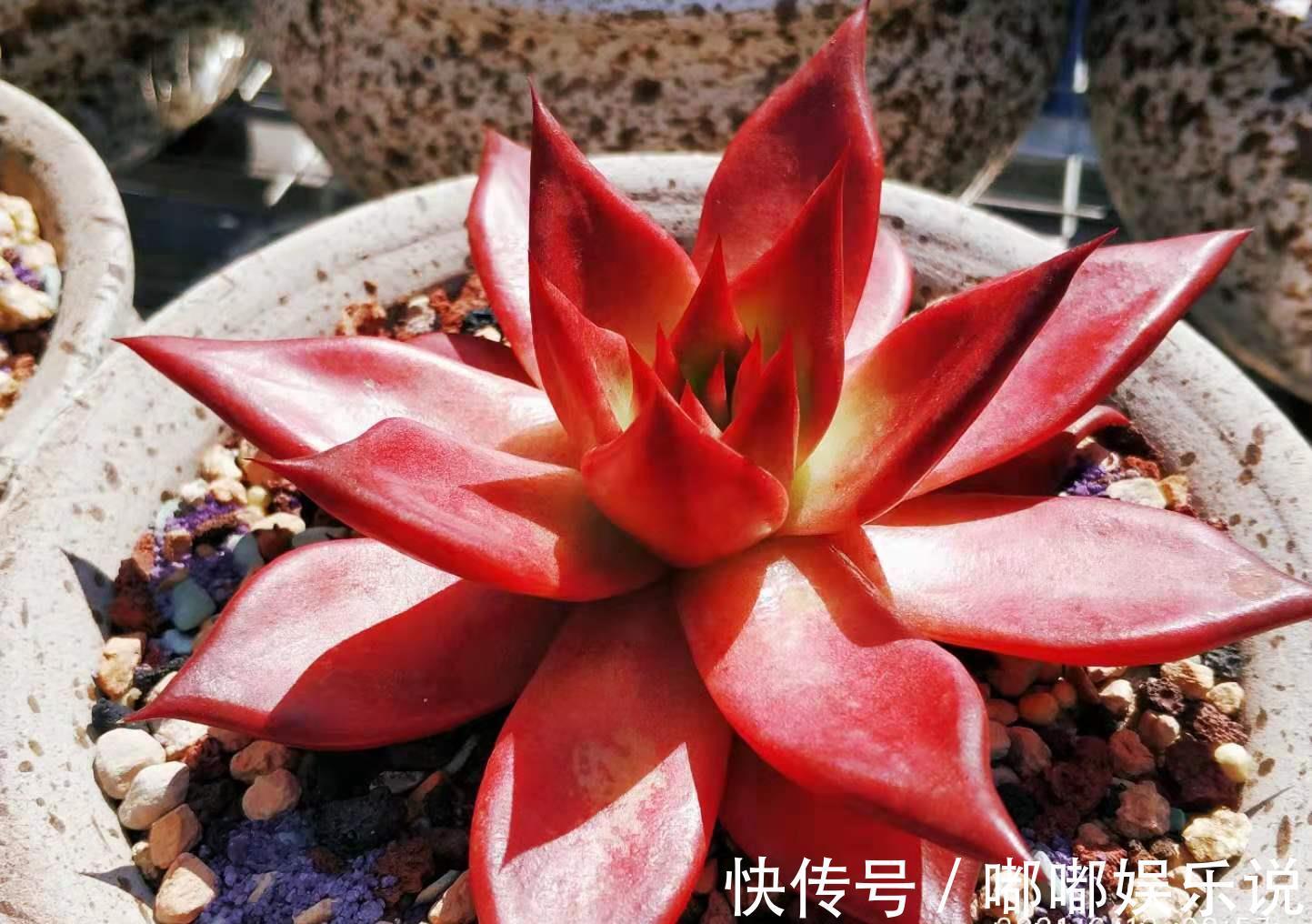 罗密欧|叶片四季皆红的多肉罗宾,不管你说它好不好养,反正我是觉得好养