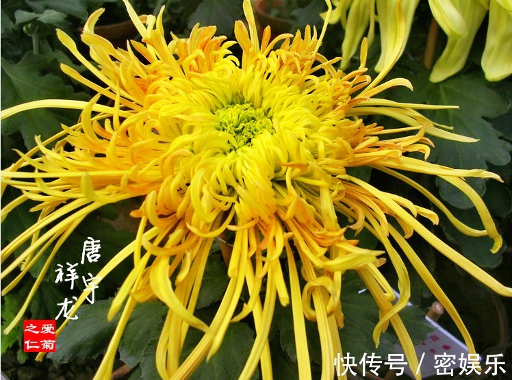 大圆盘|喜欢菊花,不如养盆“菊中珍品”唐宇祥龙,似龙游九州,金光闪闪