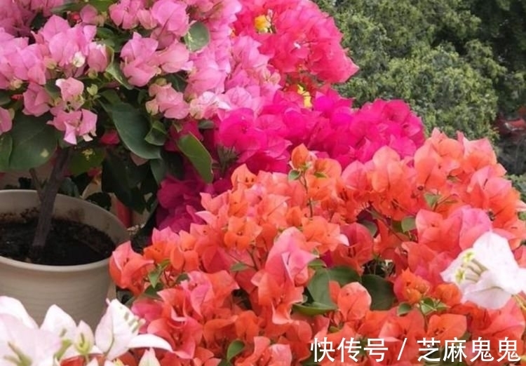 养花就养个花期长的,花大色艳,花团锦簇,人人都喜欢