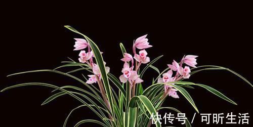 浇灌|可以用酒浇灌的兰花,花香带酒香,兰种十分稀有,比牡丹还受欢迎