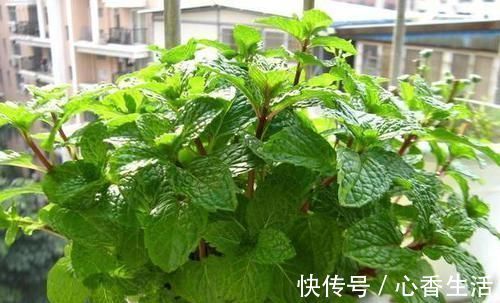 芦荟|卧室长期放盆栽，失眠的人就选2种，好看又好养，净化效果好
