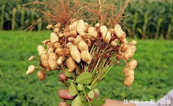 愛吃花生的有口福了,和此物同食,降血壓,提高記憶力,誰吃誰好