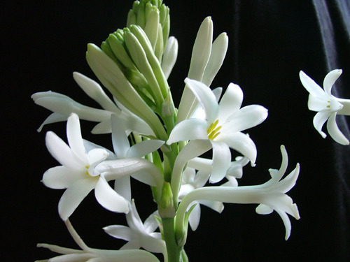 这些花原来有毒,难怪养在家里体质下降了,再好看也不能养了