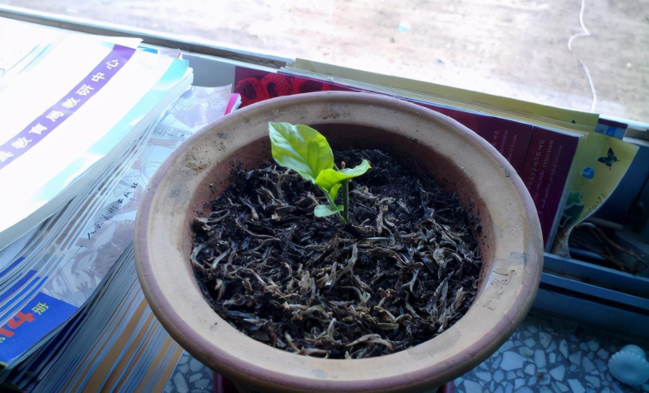 养花选“盆”别乱凑合,选对、选错差别很大,结局不一样